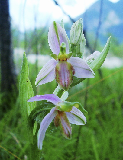 Ophrys apifera var. tilaventina